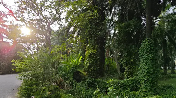 Çiftlikteki sarmaşıklara tırmanma ve sürünme sahnesi.