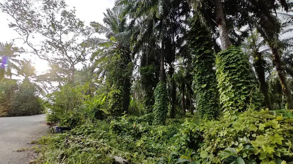 Çiftlikteki sarmaşıklara tırmanma ve sürünme sahnesi.