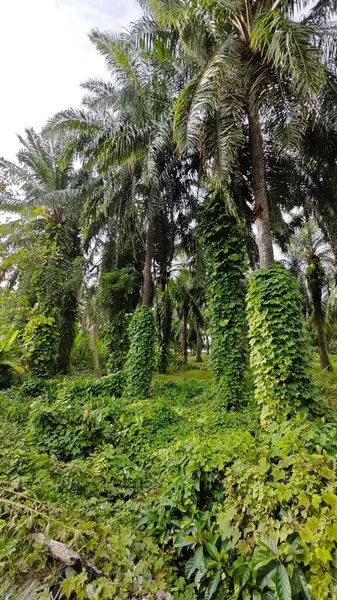 Çiftlikteki sarmaşıklara tırmanma ve sürünme sahnesi.