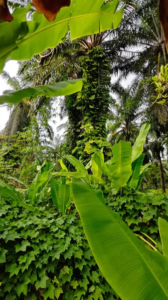 Çiftlikteki sarmaşıklara tırmanma ve sürünme sahnesi.