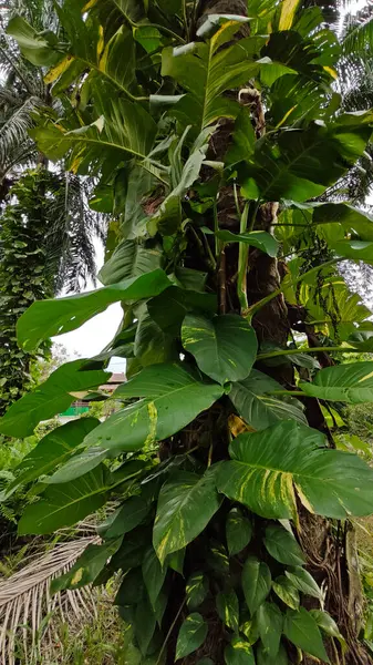 Çiftlikteki sarmaşıklara tırmanma ve sürünme sahnesi.