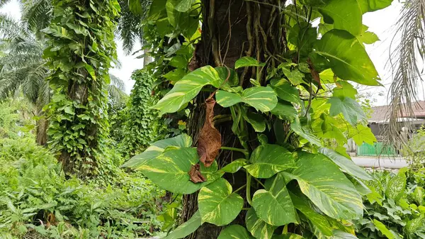 Çiftlikteki sarmaşıklara tırmanma ve sürünme sahnesi.
