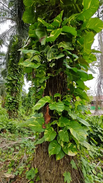 Çiftlikteki sarmaşıklara tırmanma ve sürünme sahnesi.