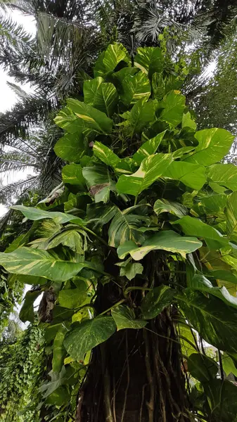 Çiftlikteki sarmaşıklara tırmanma ve sürünme sahnesi.