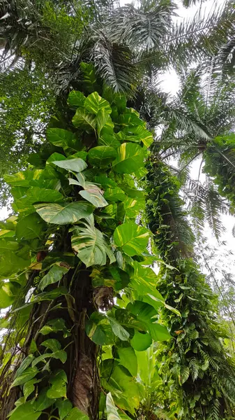 Çiftlikteki sarmaşıklara tırmanma ve sürünme sahnesi.