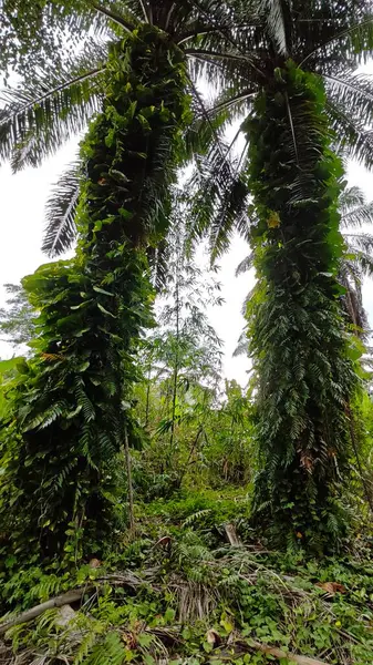 Çiftlikteki sarmaşıklara tırmanma ve sürünme sahnesi.