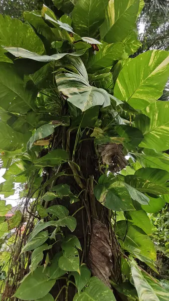 Çiftlikteki sarmaşıklara tırmanma ve sürünme sahnesi.