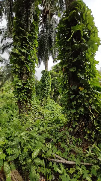Çiftlikteki sarmaşıklara tırmanma ve sürünme sahnesi.