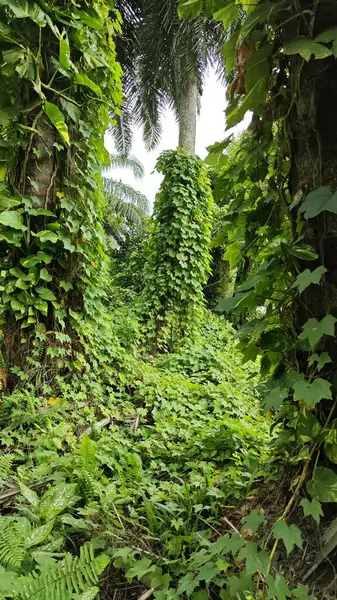 Çiftlikteki sarmaşıklara tırmanma ve sürünme sahnesi.