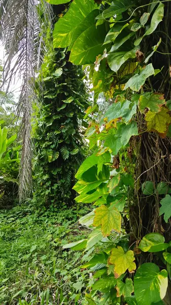 Çiftlikteki sarmaşıklara tırmanma ve sürünme sahnesi.