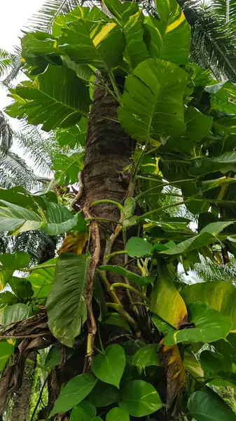 Çiftlikteki sarmaşıklara tırmanma ve sürünme sahnesi.