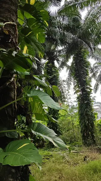 Çiftlikteki sarmaşıklara tırmanma ve sürünme sahnesi.