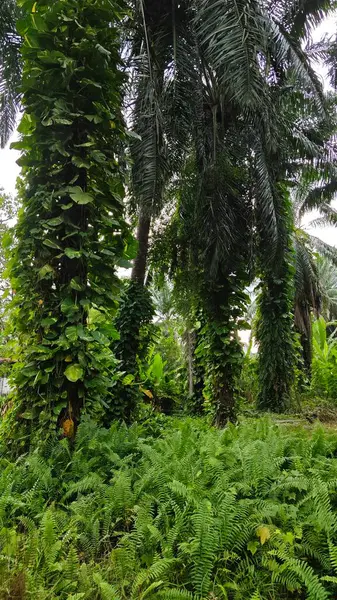 Çiftlikteki sarmaşıklara tırmanma ve sürünme sahnesi.