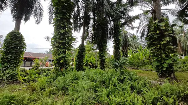 Çiftlikteki sarmaşıklara tırmanma ve sürünme sahnesi.