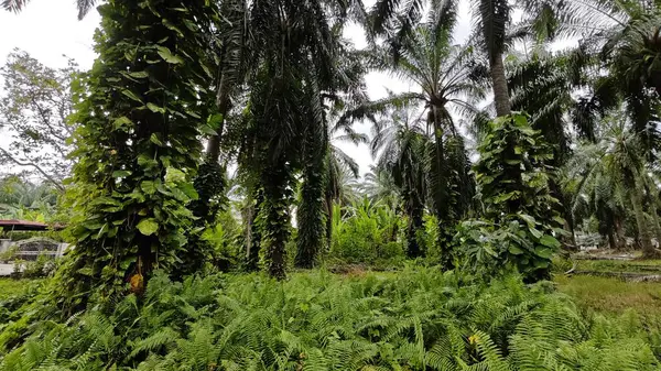 Çiftlikteki sarmaşıklara tırmanma ve sürünme sahnesi.