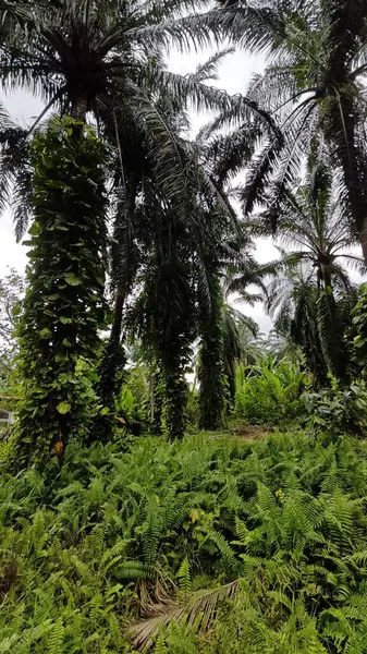 Çiftlikteki sarmaşıklara tırmanma ve sürünme sahnesi.