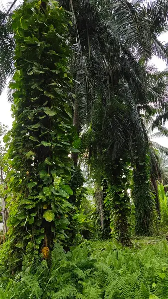 Çiftlikteki sarmaşıklara tırmanma ve sürünme sahnesi.