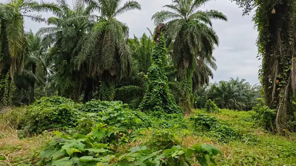 Çiftlikteki sarmaşıklara tırmanma ve sürünme sahnesi.