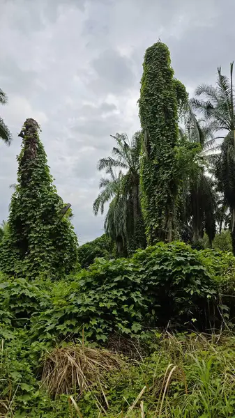 Çiftlikteki sarmaşıklara tırmanma ve sürünme sahnesi.
