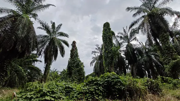 Çiftlikteki sarmaşıklara tırmanma ve sürünme sahnesi.