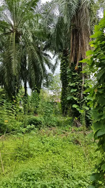 Çiftlikteki sarmaşıklara tırmanma ve sürünme sahnesi.