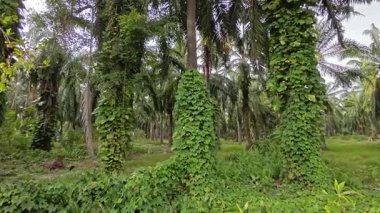 Çiftlikteki sarmaşıklara tırmanma ve sürünme sahnesi.
