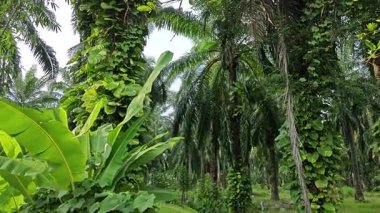 Çiftlikteki sarmaşıklara tırmanma ve sürünme sahnesi.