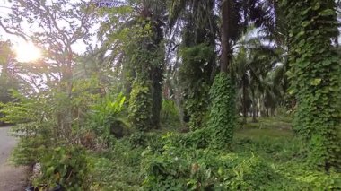 Çiftlikteki sarmaşıklara tırmanma ve sürünme sahnesi.