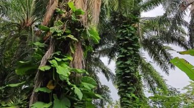 Çiftlikteki sarmaşıklara tırmanma ve sürünme sahnesi.