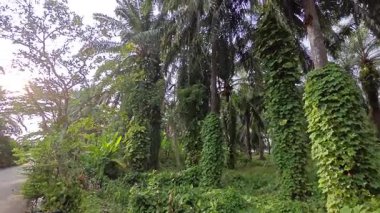 Çiftlikteki sarmaşıklara tırmanma ve sürünme sahnesi.