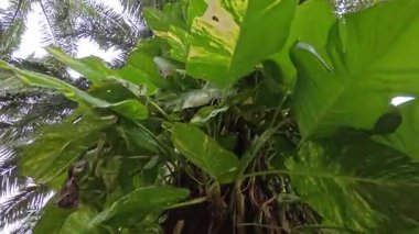 Çiftlikteki sarmaşıklara tırmanma ve sürünme sahnesi.