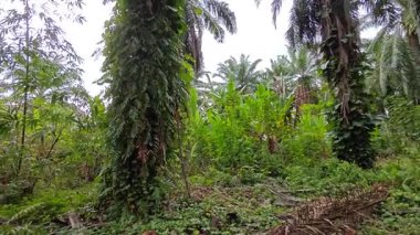 Çiftlikteki sarmaşıklara tırmanma ve sürünme sahnesi.