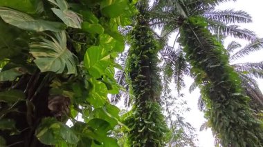 Çiftlikteki sarmaşıklara tırmanma ve sürünme sahnesi.