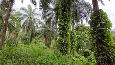 Çiftlikteki sarmaşıklara tırmanma ve sürünme sahnesi.