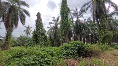 Çiftlikteki sarmaşıklara tırmanma ve sürünme sahnesi.