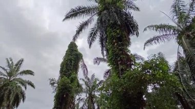 Çiftlikteki sarmaşıklara tırmanma ve sürünme sahnesi.