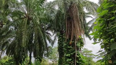 Çiftlikteki sarmaşıklara tırmanma ve sürünme sahnesi.
