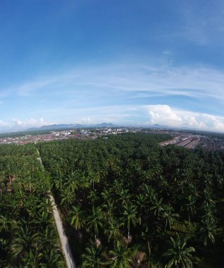 Palmiye yağı tarlasının eteklerindeki uzak evlerin hava görüntüleri.. 