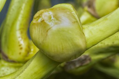 Sapında genç hindistan cevizi tomurcukları ve meyvelerin yakın çekimi.