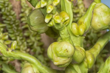 Sapında genç hindistan cevizi tomurcukları ve meyvelerin yakın çekimi.