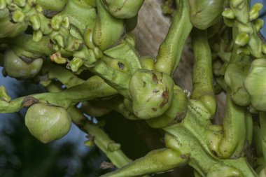 Sapında genç hindistan cevizi tomurcukları ve meyvelerin yakın çekimi.