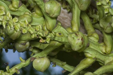 Sapında genç hindistan cevizi tomurcukları ve meyvelerin yakın çekimi.