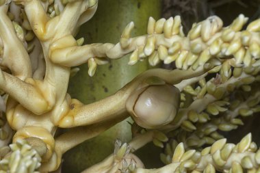 Sapında genç hindistan cevizi tomurcukları ve meyvelerin yakın çekimi.