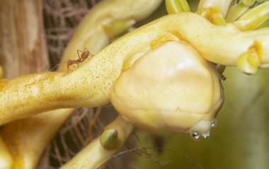 Sapında genç hindistan cevizi tomurcukları ve meyvelerin yakın çekimi.