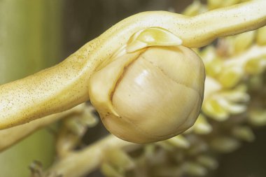 Sapında genç hindistan cevizi tomurcukları ve meyvelerin yakın çekimi.