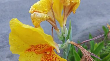 Sarı teneke üzerindeki yağmur suyu nemi İndika zambağı çiçeği.