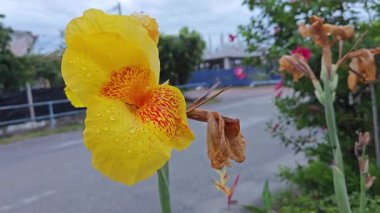 Sarı teneke üzerindeki yağmur suyu nemi İndika zambağı çiçeği.