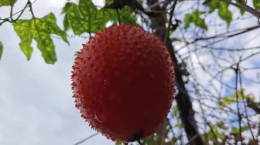 Vahşi sürünen momordika koçinensis asma bitkisi.. 