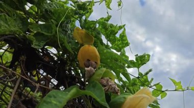 Vahşi sürünen momordika koçinensis asma bitkisi.. 