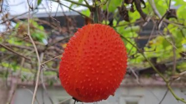 Vahşi sürünen momordika koçinensis asma bitkisi.. 